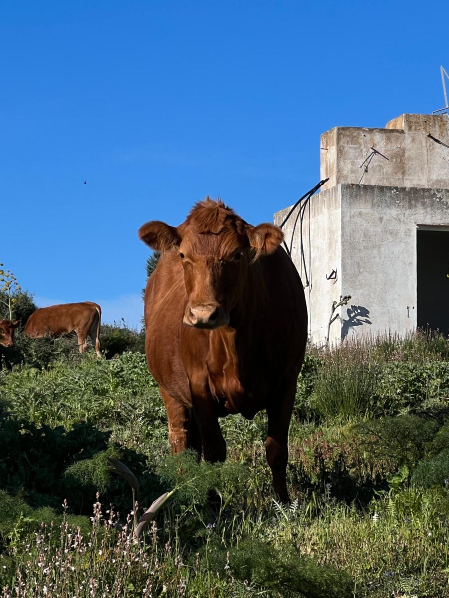 Mongofre Agroturismo Mahón Zewnętrze zdjęcie